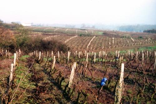 Iconographie - Côteaux de vignes en hiver