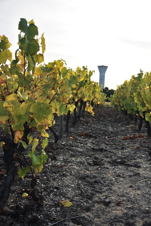 Iconographie - Vigne près du château d'eau