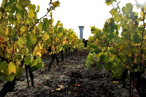 Iconographie - Vigne près du château d'eau