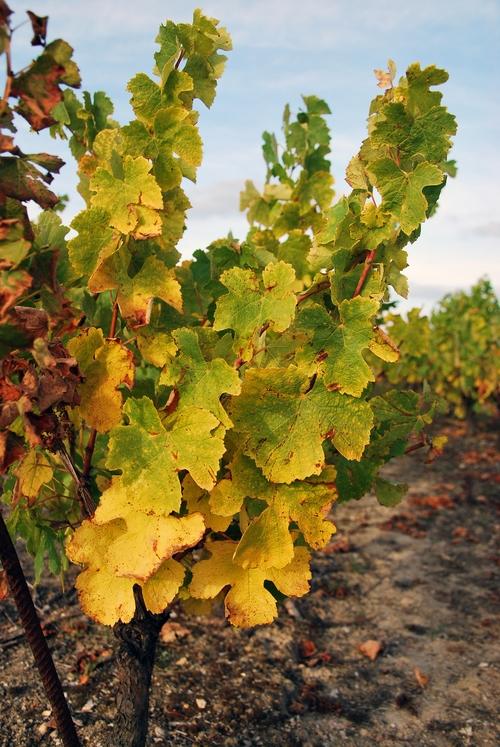 Iconographie - Vigne près du château d'eau