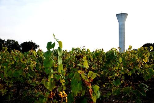 Iconographie - Vigne près du château d'eau