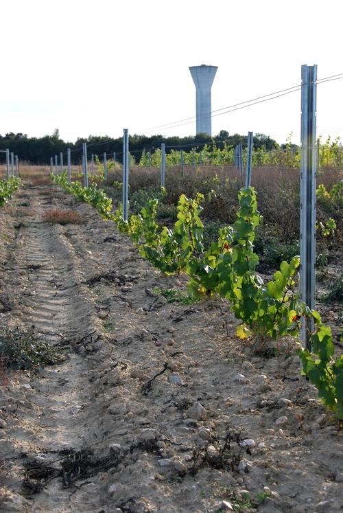 Iconographie - Jeune vigne près du château d'eau