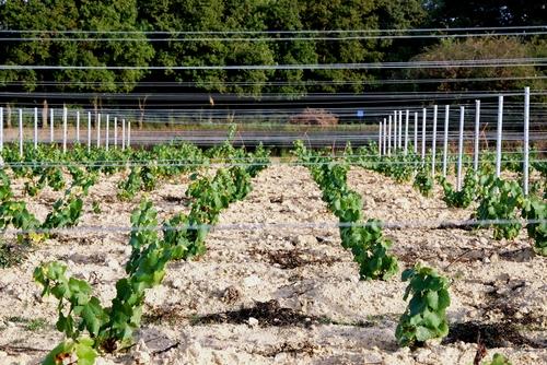 Iconographie - Jeune vigne près du château d'eau