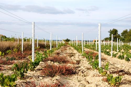 Iconographie - Jeune vigne près du château d'eau