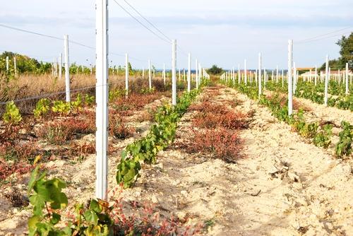 Iconographie - Jeune vigne près du château d'eau