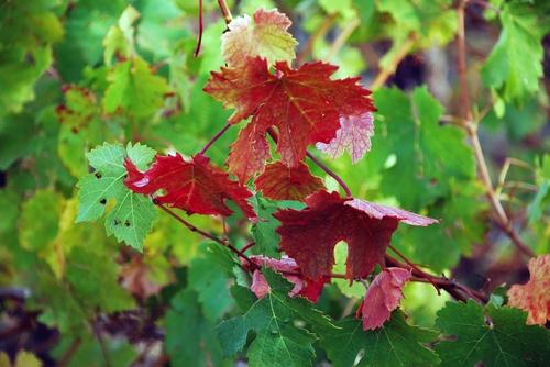 Iconographie - Feuilles de vigne en automne