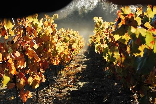 Iconographie - La vigne en automne