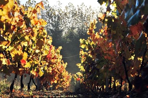 Iconographie - La vigne en automne