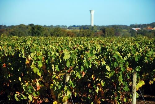 Iconographie - La vigne en automne