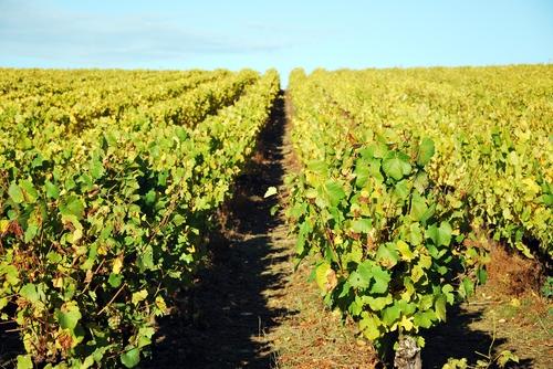 Iconographie - La vigne en automne