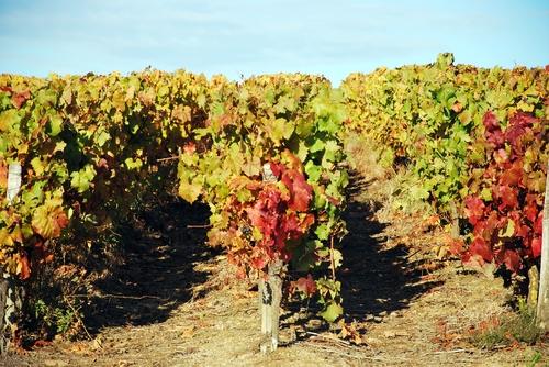 Iconographie - La vigne en automne