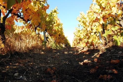 Iconographie - La vigne en automne