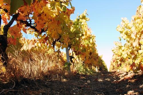 Iconographie - La vigne en automne