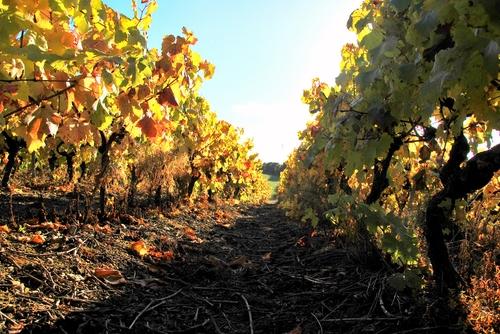 Iconographie - La vigne en automne