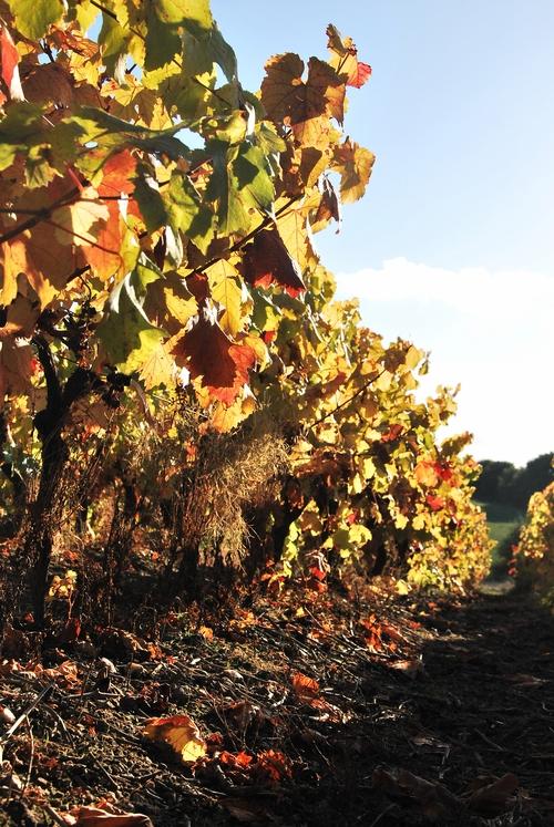 Iconographie - La vigne en automne