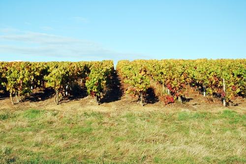 Iconographie - La vigne en automne