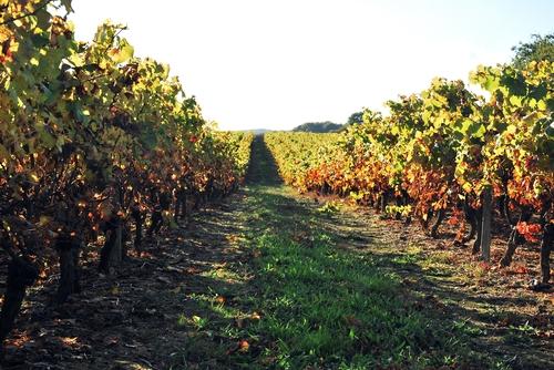 Iconographie - La vigne en automne