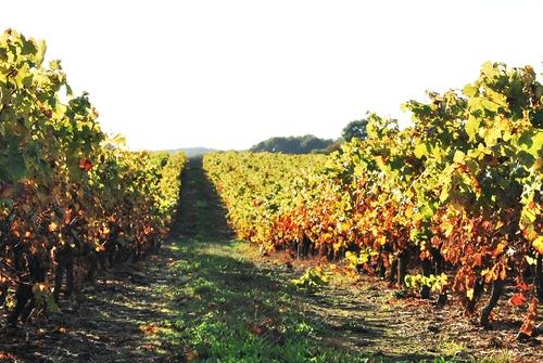Iconographie - La vigne en automne