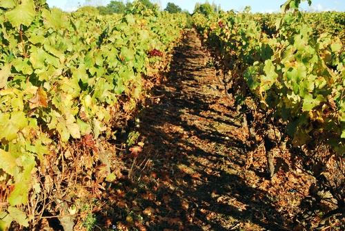 Iconographie - La vigne en automne