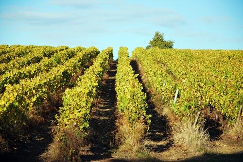 Iconographie - La vigne en automne