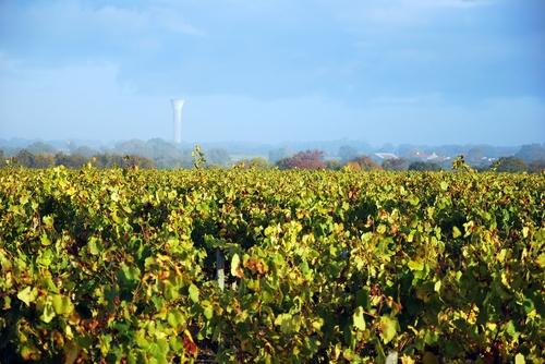 Iconographie - La vigne en automne