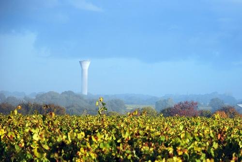 Iconographie - La vigne en automne
