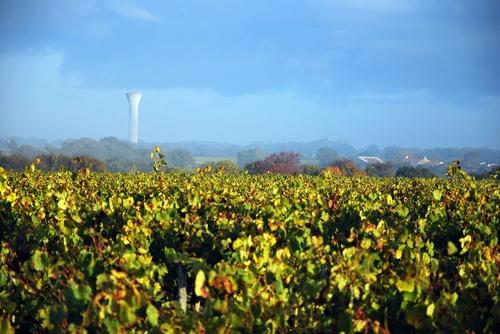 Iconographie - La vigne en automne