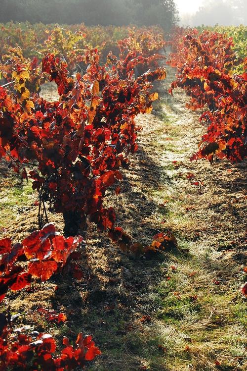 Iconographie - La vigne en automne