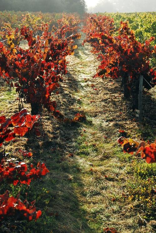 Iconographie - La vigne en automne