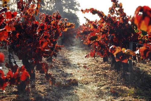 Iconographie - La vigne en automne