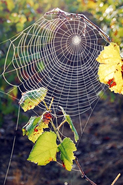 Iconographie - La vigne en automne