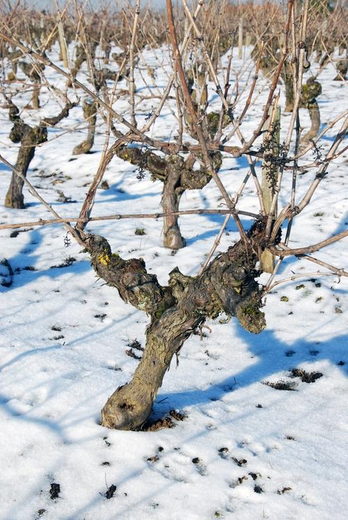 Iconographie - Neige dans la vigne