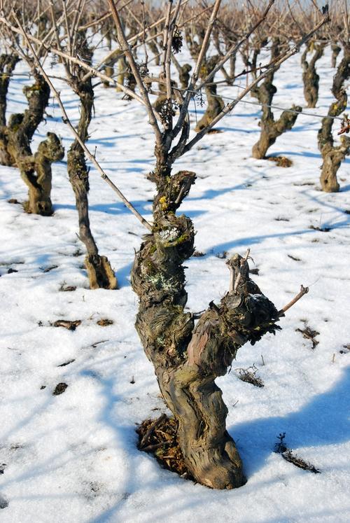 Iconographie - Neige dans la vigne