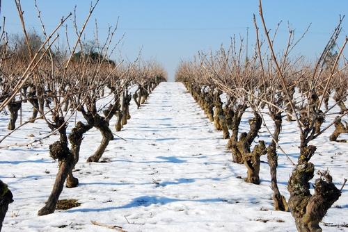 Iconographie - Neige dans la vigne