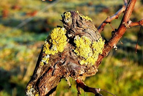 Iconographie - La rosée dans les vignes