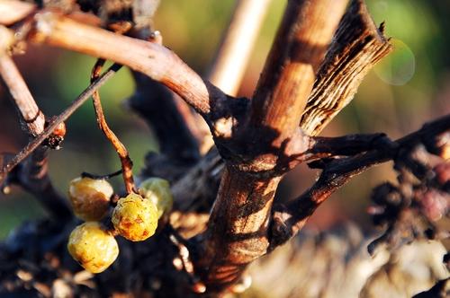 Iconographie - La rosée dans les vignes