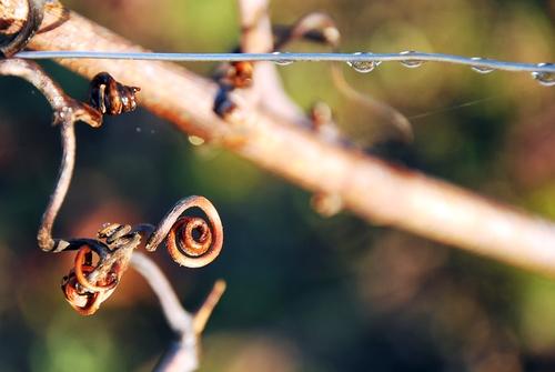 Iconographie - La rosée dans les vignes