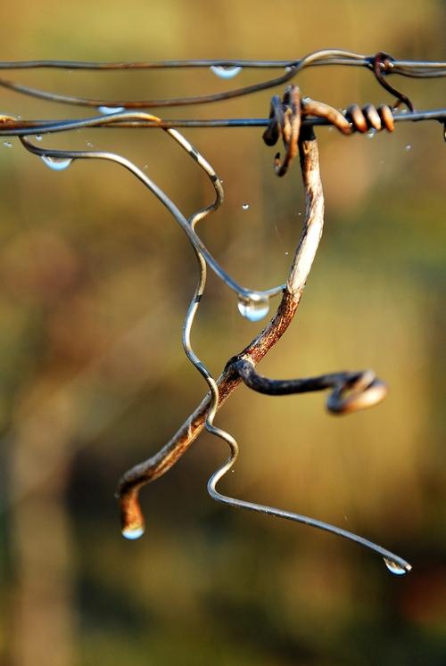 Iconographie - La rosée dans les vignes