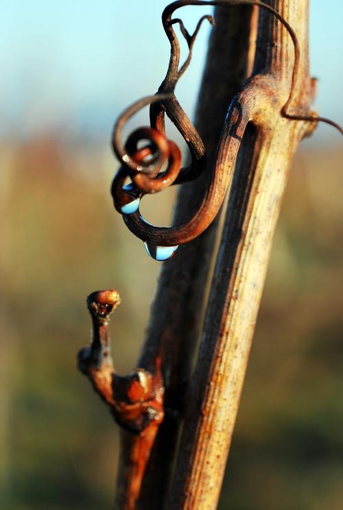 Iconographie - La rosée dans les vignes