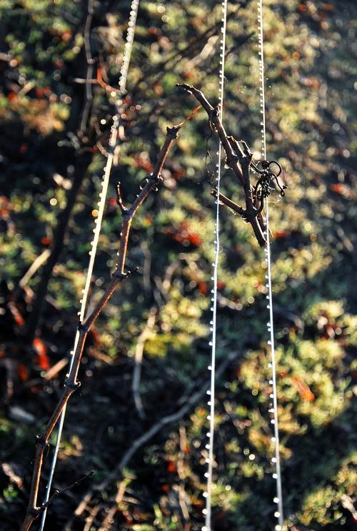Iconographie - La rosée dans les vignes