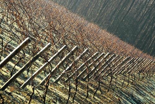 Iconographie - La rosée dans les vignes