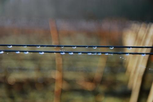 Iconographie - La rosée dans les vignes