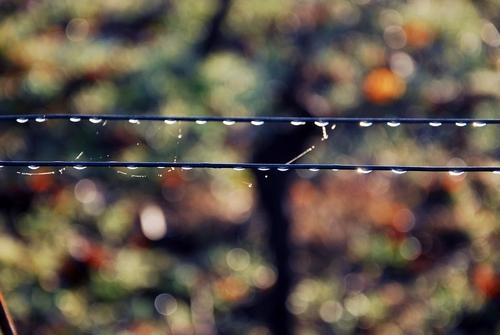 Iconographie - La rosée dans les vignes