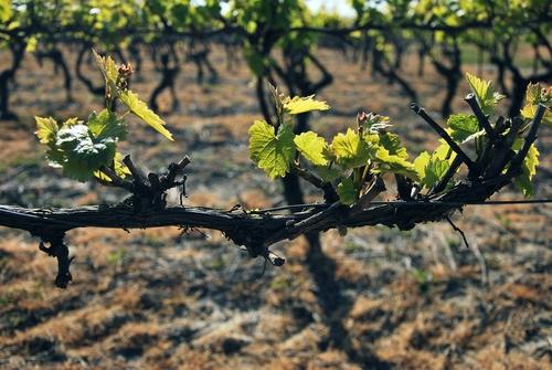 Iconographie - La vigne de l'Oisellière au printemps