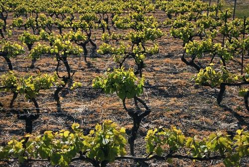 Iconographie - La vigne de l'Oisellière au printemps