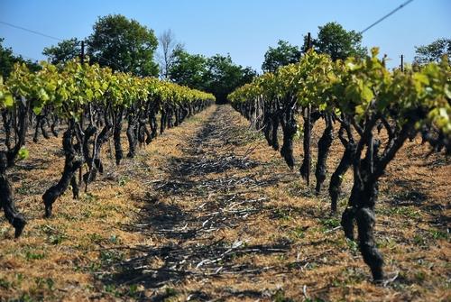 Iconographie - La vigne de l'Oisellière au printemps