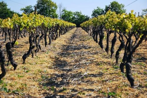 Iconographie - La vigne de l'Oisellière au printemps