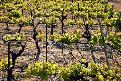 Iconographie - La vigne de l'Oisellière au printemps