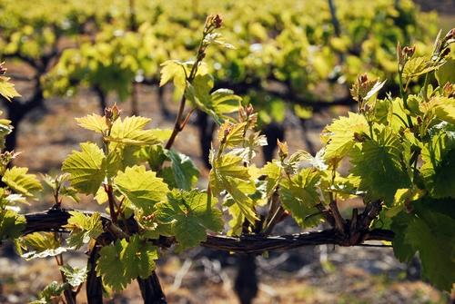 Iconographie - La vigne de l'Oisellière au printemps