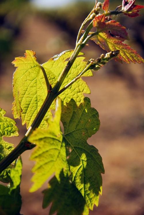 Iconographie - La vigne de l'Oisellière au printemps